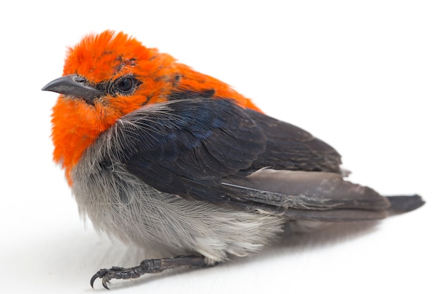 Close-up van Scarlet-headed flowerpecker vogel