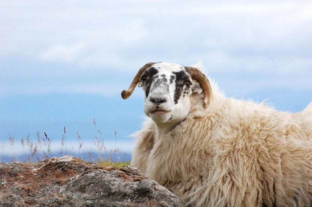 Foto close-up van schapen bij een rots tegen de hemel