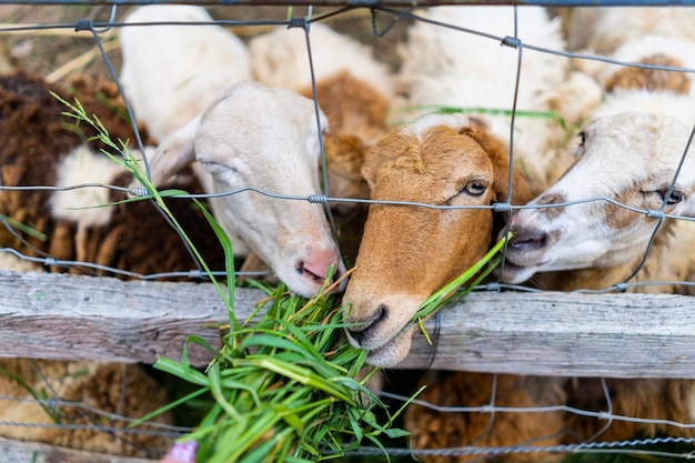 Close-up van schapen die bladeren eten door een hek
