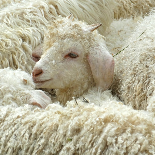 Foto close-up van schapen die op de vloer liggen