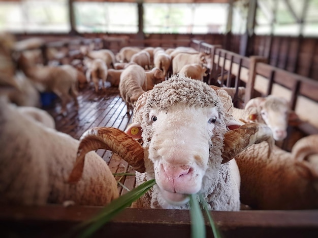 Close-up van schapen in de stal
