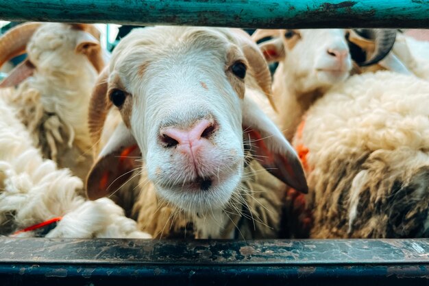 Close-up van schapen in de stal