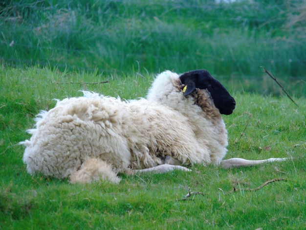 Foto close-up van schapen op het veld