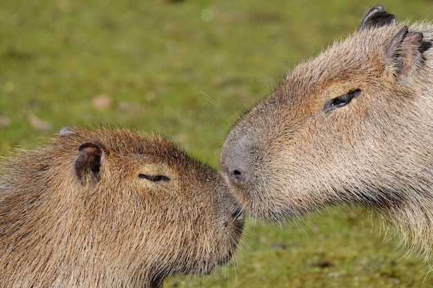 Foto close-up van schapen op het veld