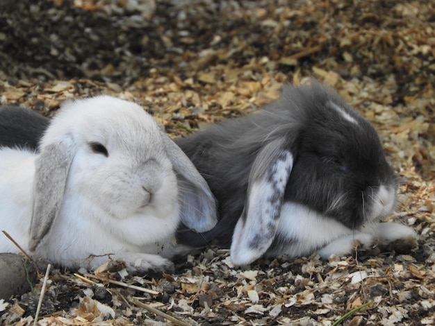 Foto close-up van schapen op het veld