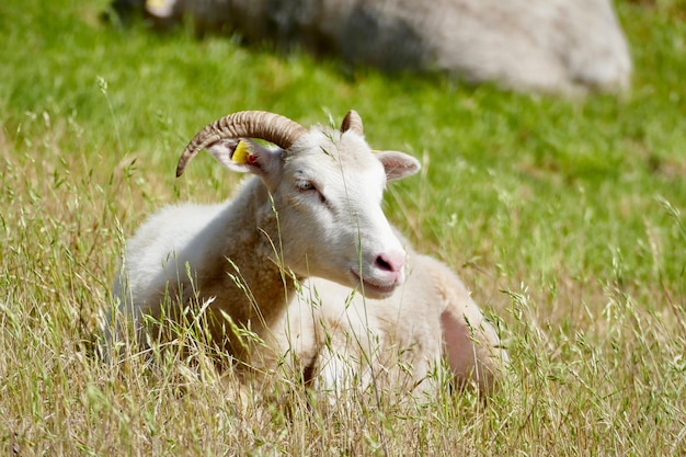 Close-up van schapen op het veld