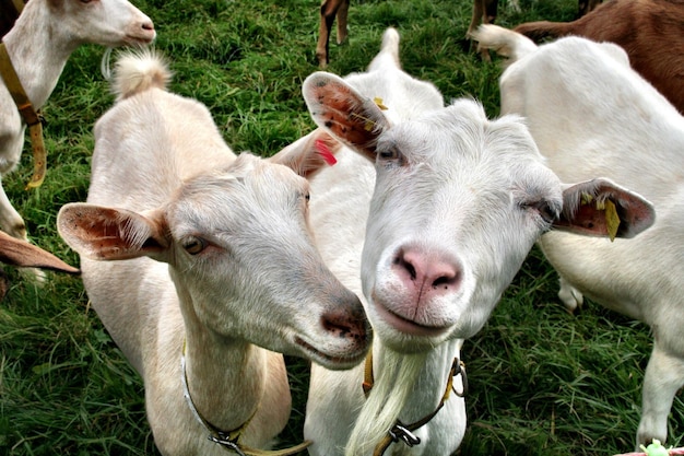 Close-up van schapen op het veld