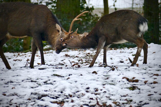 Foto close-up van schapen op sneeuw