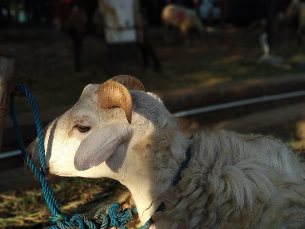 Foto close-up van schapen