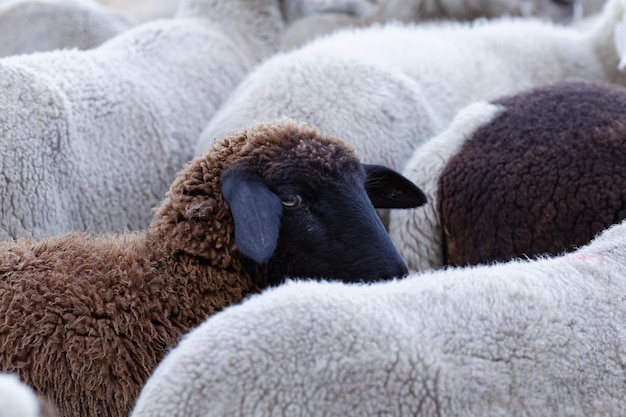 Foto close-up van schapen