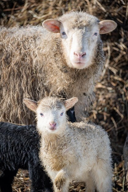 Foto close-up van schapen