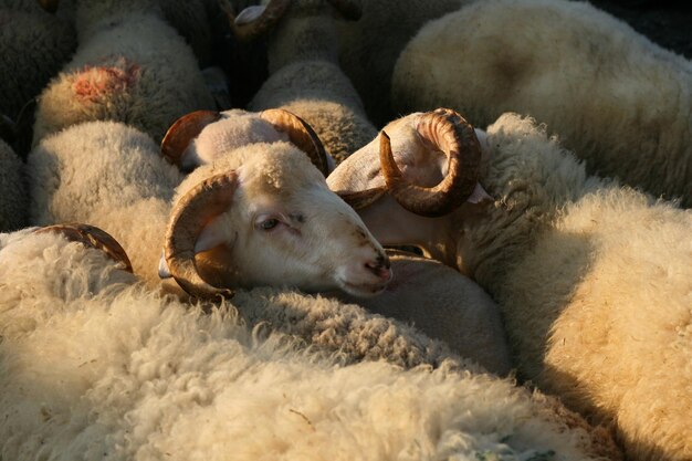 Foto close-up van schapen