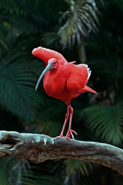 Foto close-up van scharlaken ibis met wijd open vleugels