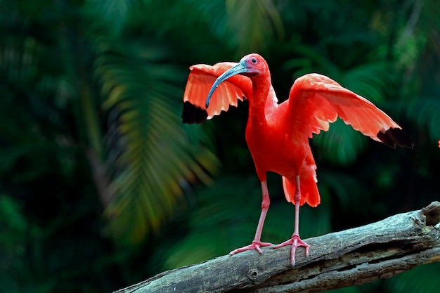 Close-up van scharlaken ibis met wijd open vleugels