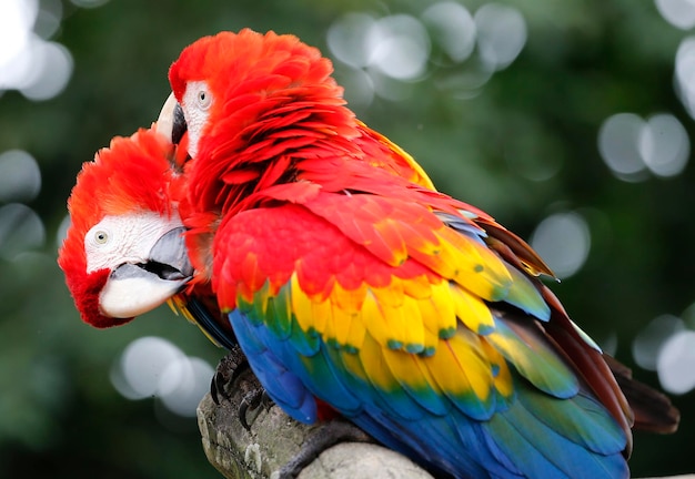 Close-up van scharlakenara's op een tak