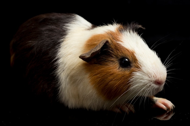 Close-up van schattige cavia