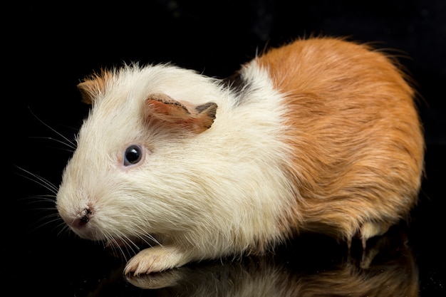 Close-up van schattige cavia