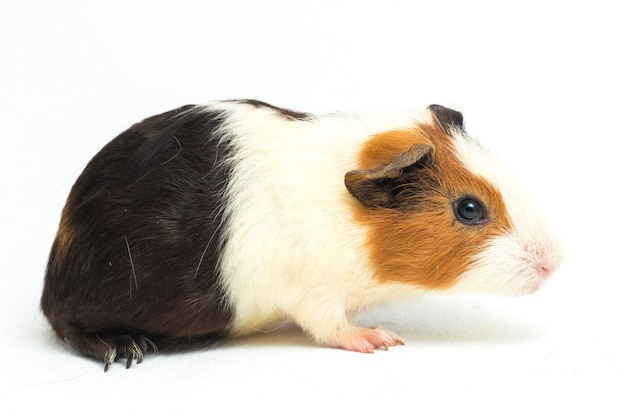 Close-up van schattige cavia