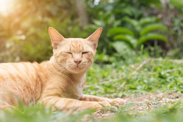 close-up van schattige gele kat verblijf op de vloer