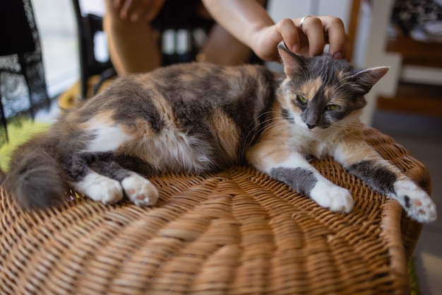 Close-up van schattige huiskat felis catus ontspannen binnen thuis zittend op tafel.