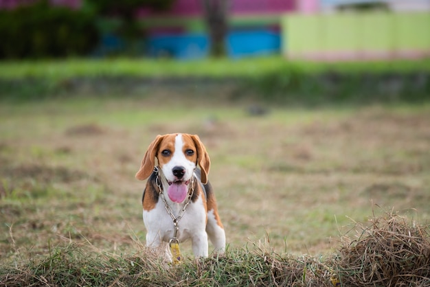 Close-up van schattige jonge Beagle spelen in veld