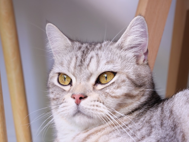 Close-up van schattige kat met mooie gele ogen op een witte achtergrond in de woonkamer