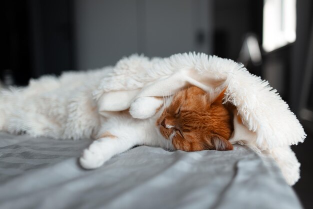 Close-up van schattige roodwitte kat slapen onder warme deken op bed