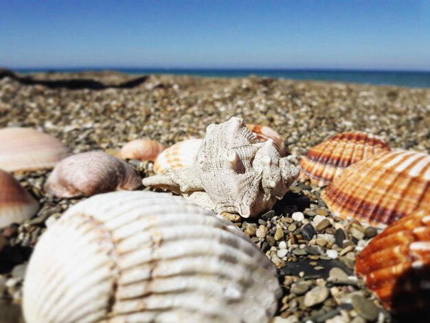 Foto close-up van schelpen op het strand