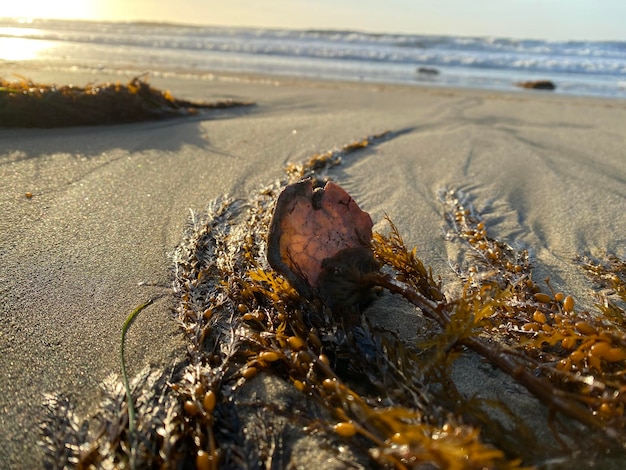 Foto close-up van schelpen op zand op het strand tegen de lucht