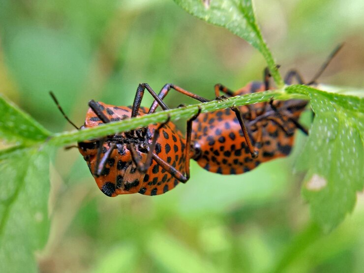 Foto close-up van schildworms die paren op de plant