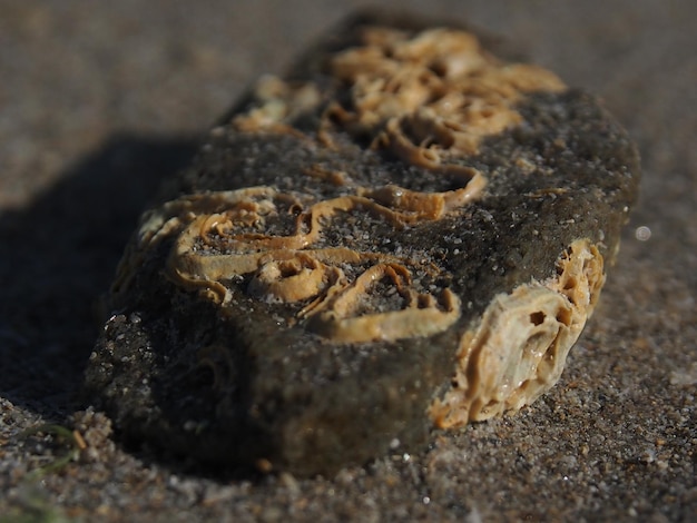 Foto close-up van schimmel die op rots aan het strand groeit