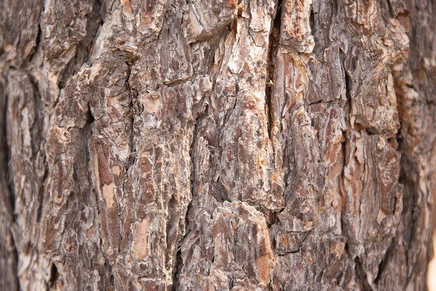 Close Up van schors op boomstronk Oude boom vele jaren oud