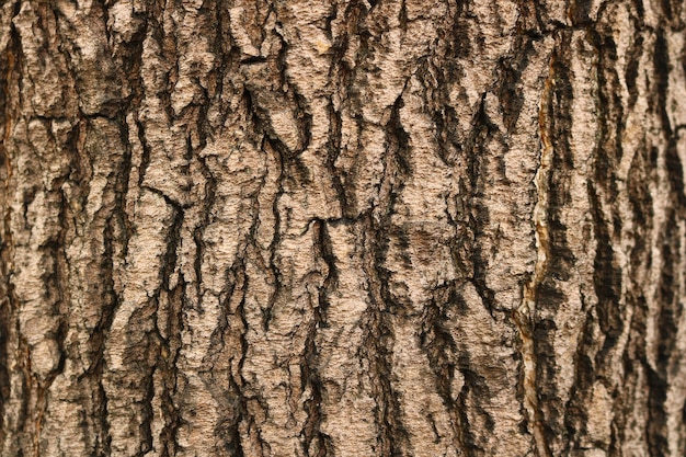 Close-up van schorsachtergrond