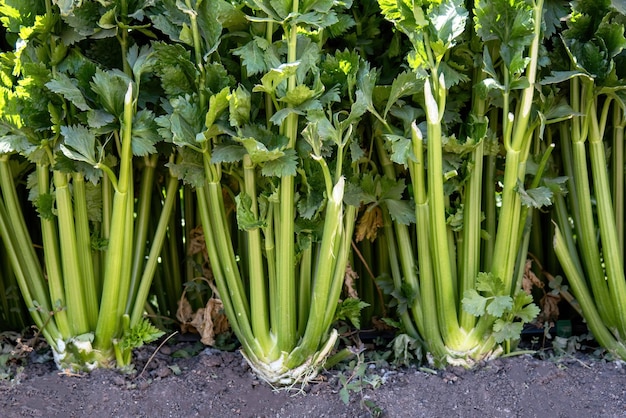 Close-up van selderij plantage groeien in moestuin of moestuin