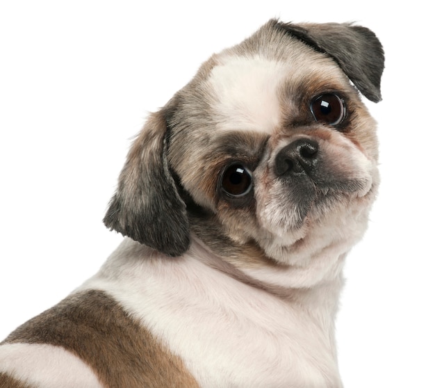 Close-up van Shih Tzu, 8 jaar oud,