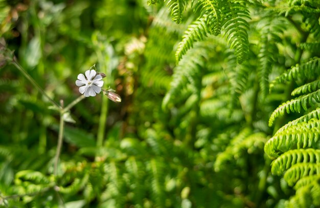 Close-up van Silene latifolia bloesem op natuurlijke achtergrond