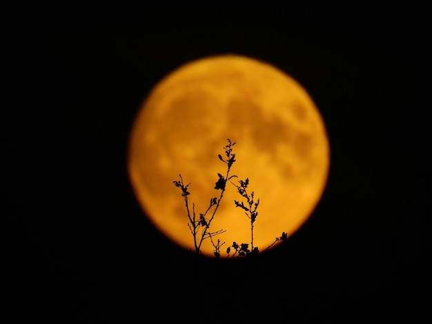 Foto close-up van silhouet boom tegen de maan's nachts