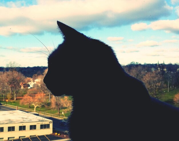 Foto close-up van silhouet kat tegen de lucht