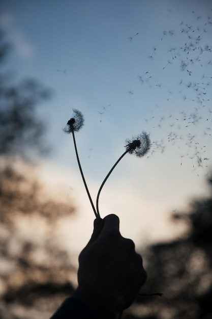 Close-up van silhouet paardenbloem tegen de hemel tijdens zonsondergang