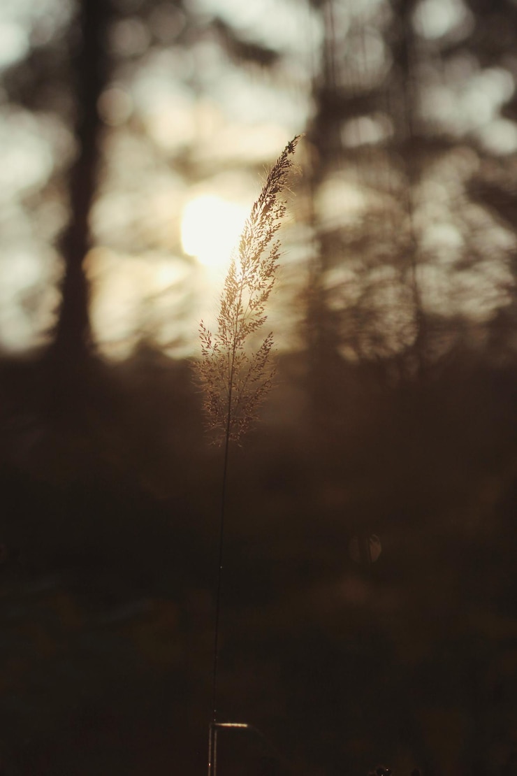 Foto close-up van silhouetplant tegen bomen in het bos tijdens zonsondergang