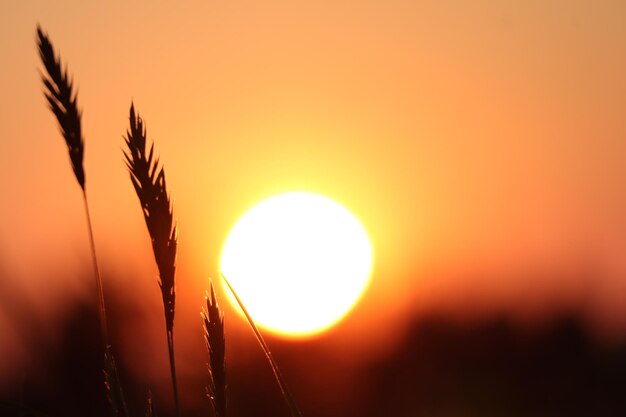 Foto close-up van silhouetplant tegen oranje lucht