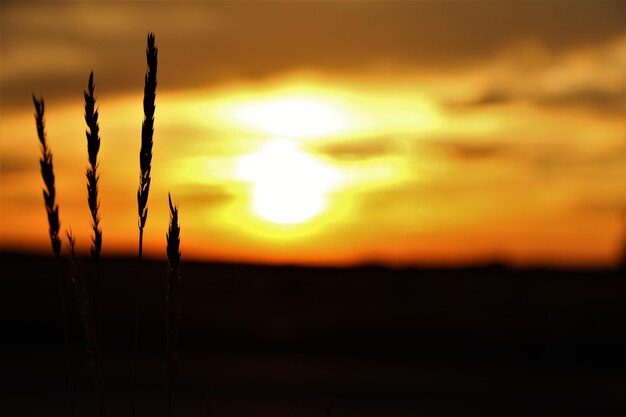 Foto close-up van silhouetplanten op het veld tegen de hemel bij zonsondergang