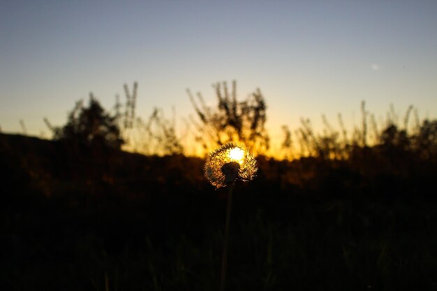 Close-up van silhouetplanten op het veld tegen de hemel bij zonsondergang