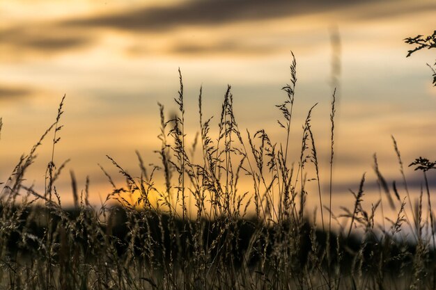 Foto close-up van silhouetplanten op het veld tegen de lucht