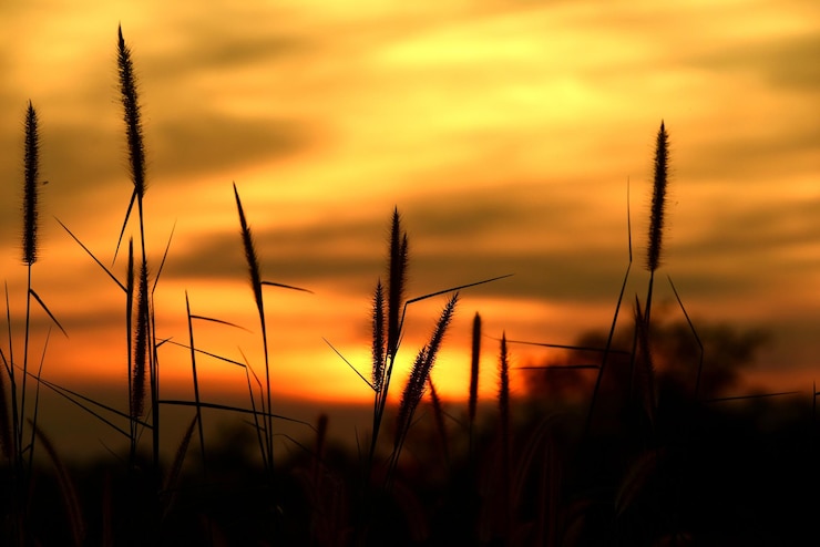 Foto close-up van silhouetplanten op het veld tegen de zonsondergang