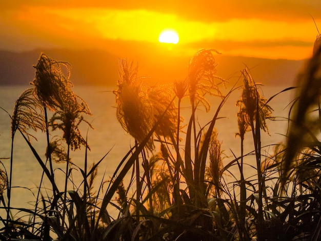 Foto close-up van silhouetplanten op het veld tegen de zonsondergang