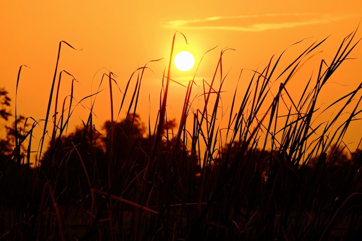 Foto close-up van silhouetplanten op het veld tegen een oranje lucht