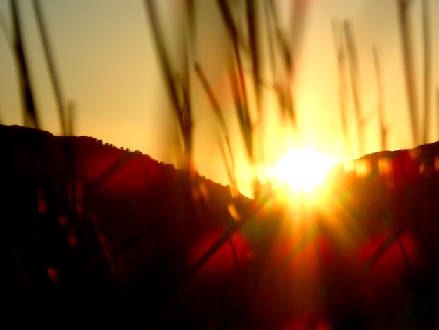 Foto close-up van silhouetplanten tegen de lucht bij zonsondergang