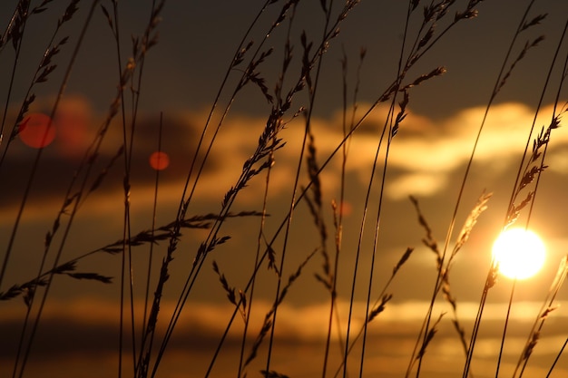 Foto close-up van silhouetplanten tegen de zonsondergang