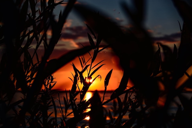 Close-up van silhouetplanten tegen de zonsondergang